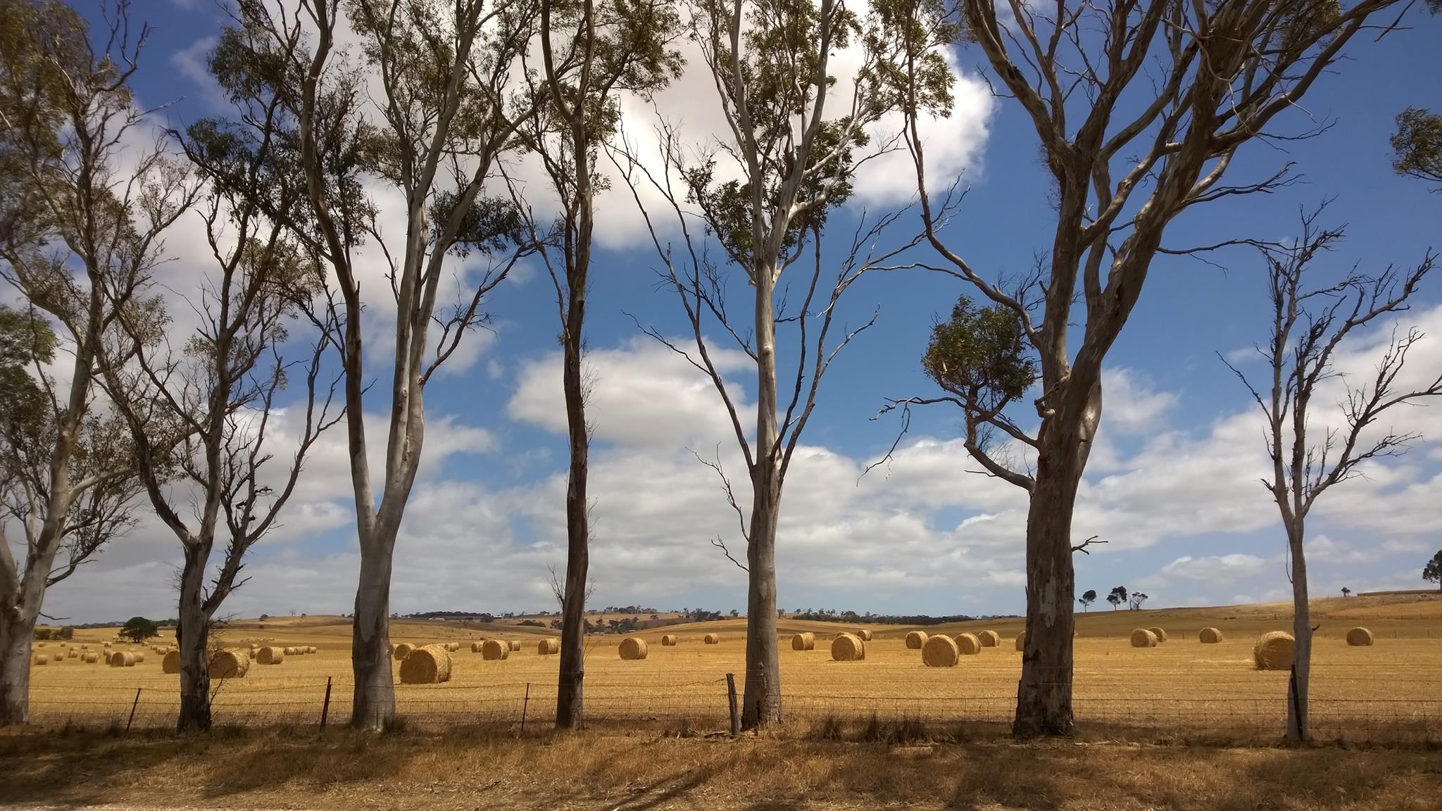 trees and haystacks trees and hay rolls on the background